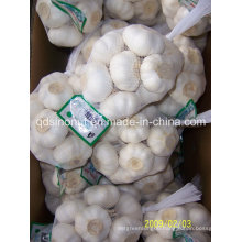New Crop Pure White Garlic 500g